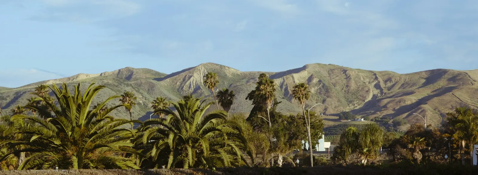 Palm trees in front of distant mountains under blue sky
