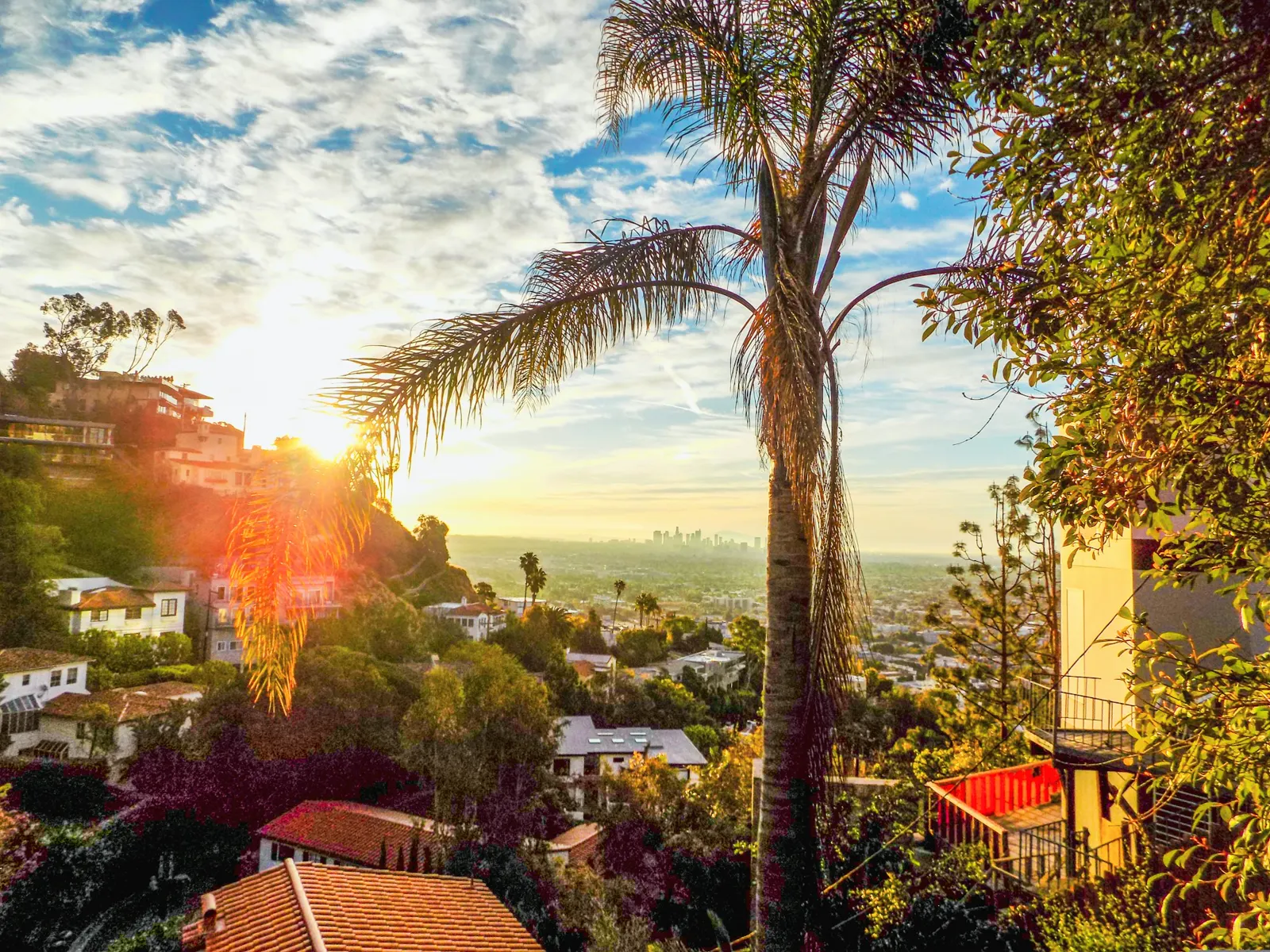 Green palm tree near houses during daytime