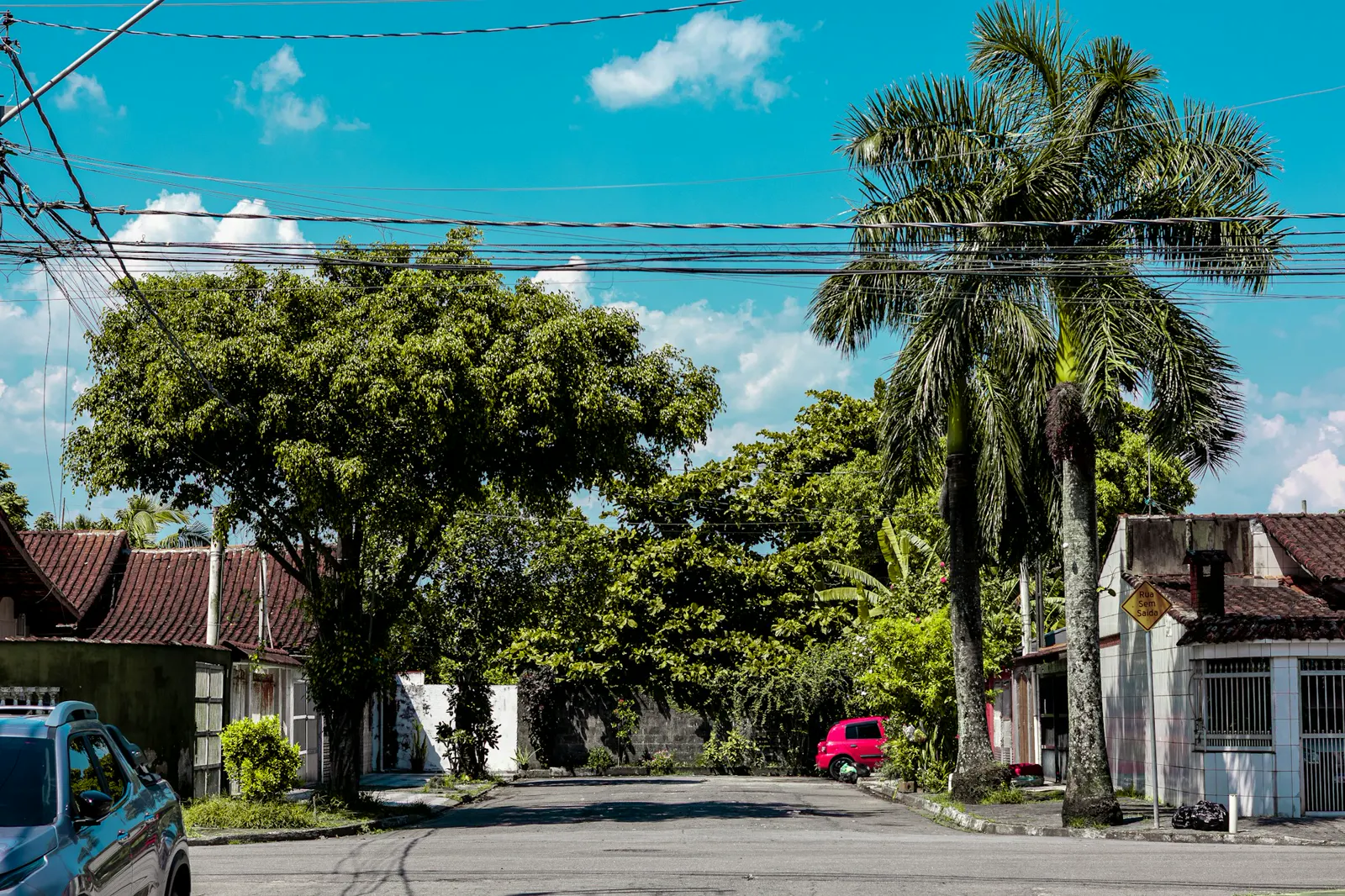 Sunny street lined with trees and houses