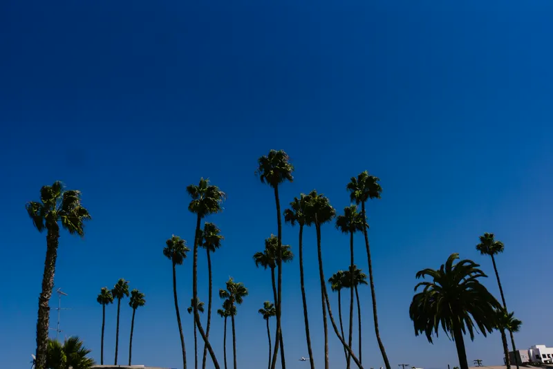 A row of palm trees against a blue sky