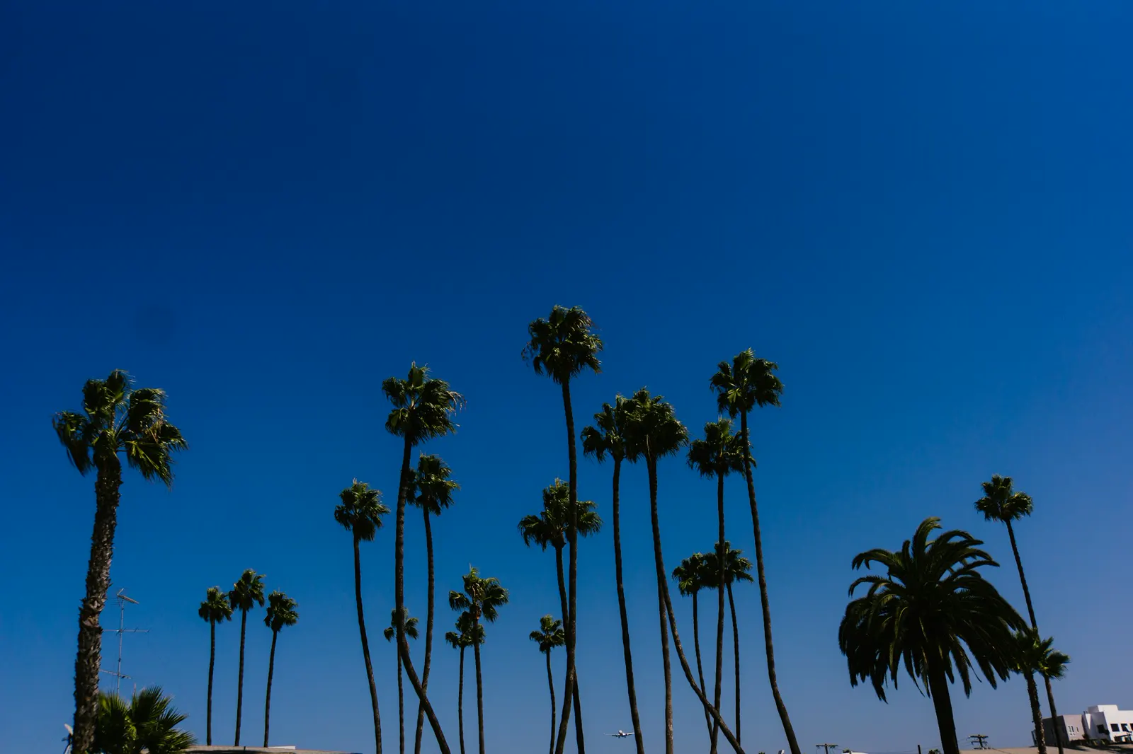 A row of palm trees against a blue sky